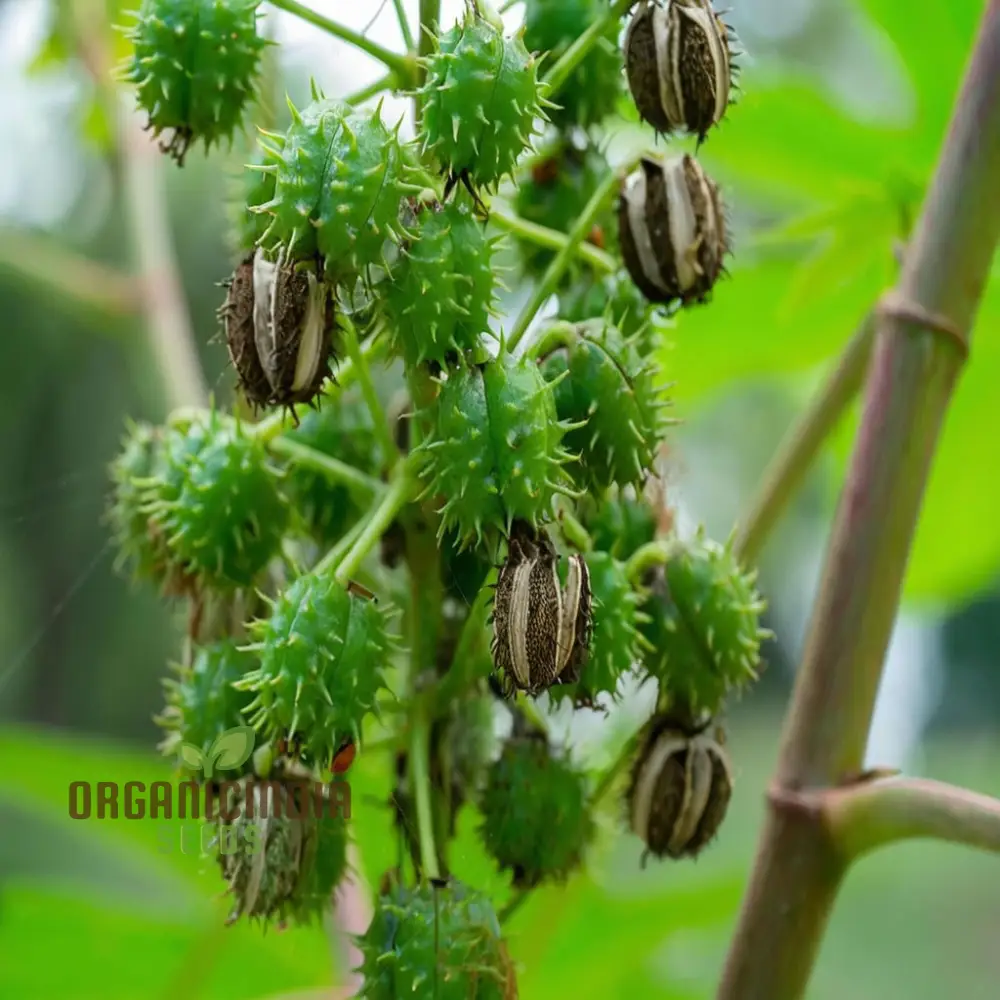 Ricinus Communis Flower Seeds through Effective Planting and Gardening Techniques - Image 2