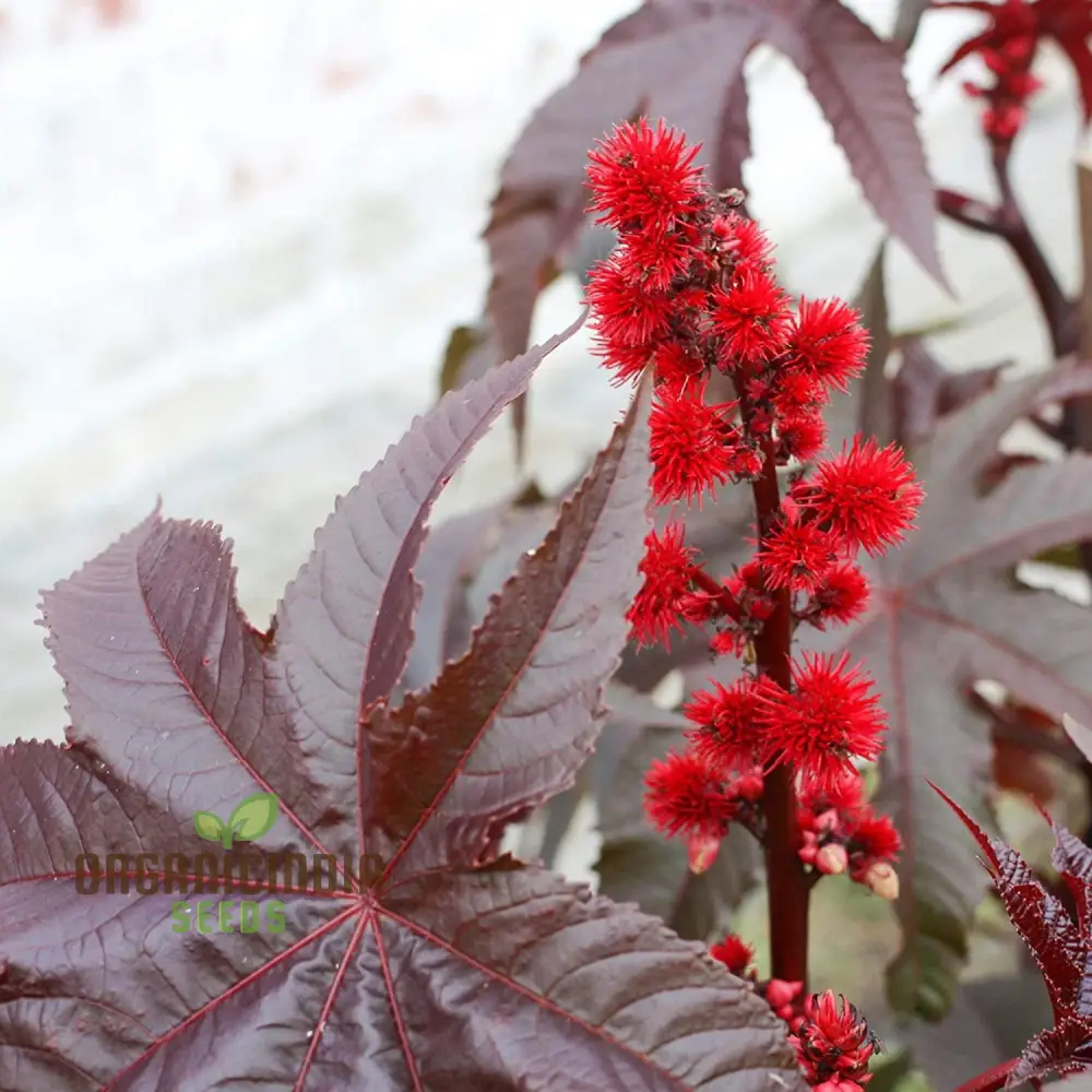 Ricinus Gibsonii Seeds – Ornamental Castor Plant