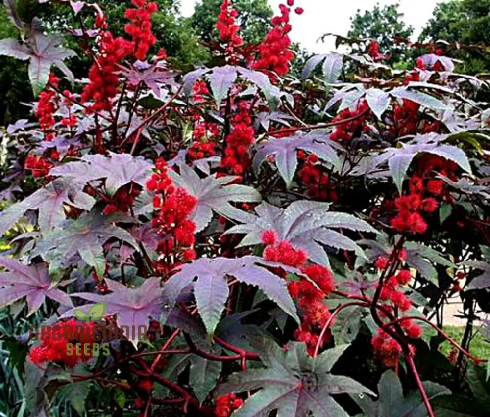 Ricinus Gibsonii Seeds – Ornamental Castor Plant - Image 3