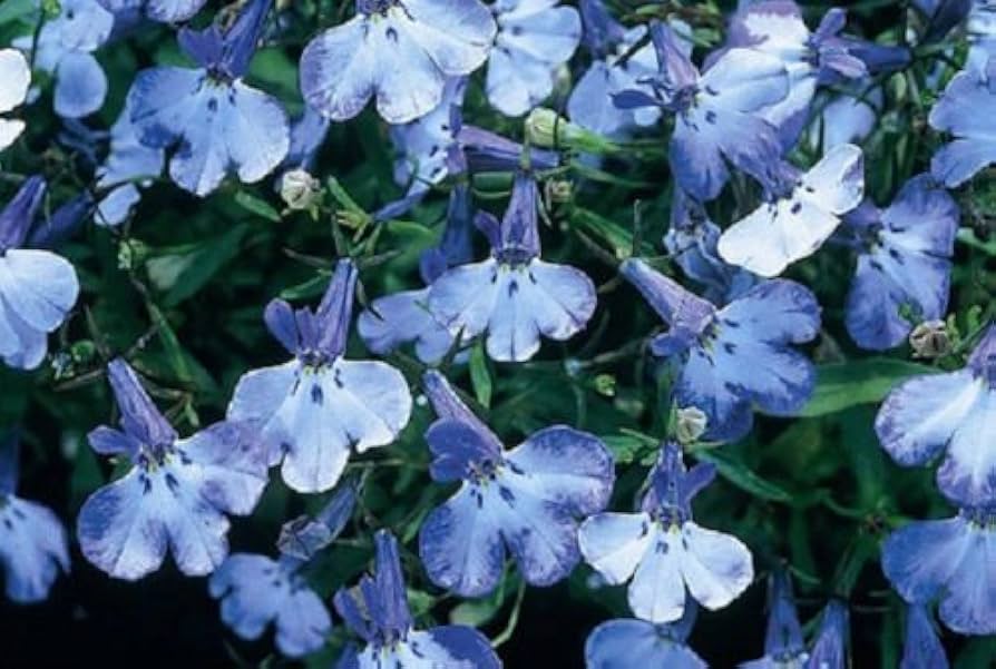 Riviera Blue Splash Lobelia Seeds, 100 pcs for Planting