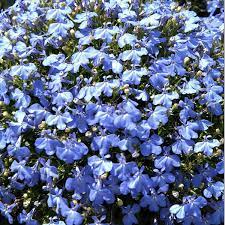 Riviera Blue Splash Lobelia Seeds, 100 pcs for Planting - Image 3