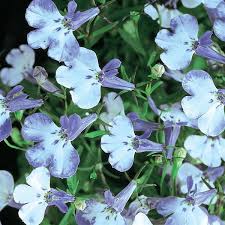 Riviera Blue Splash Lobelia Seeds, 100 pcs for Planting - Image 4