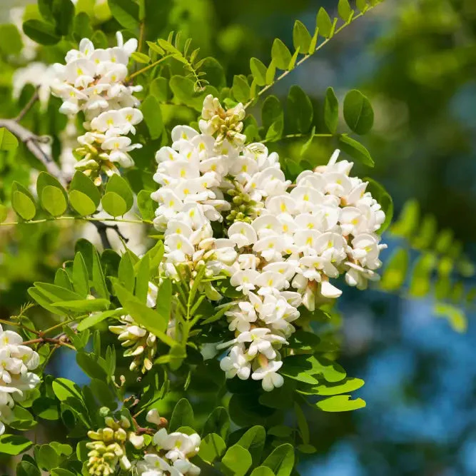 Robinia pseudoacacia Flower Seeds for Planting