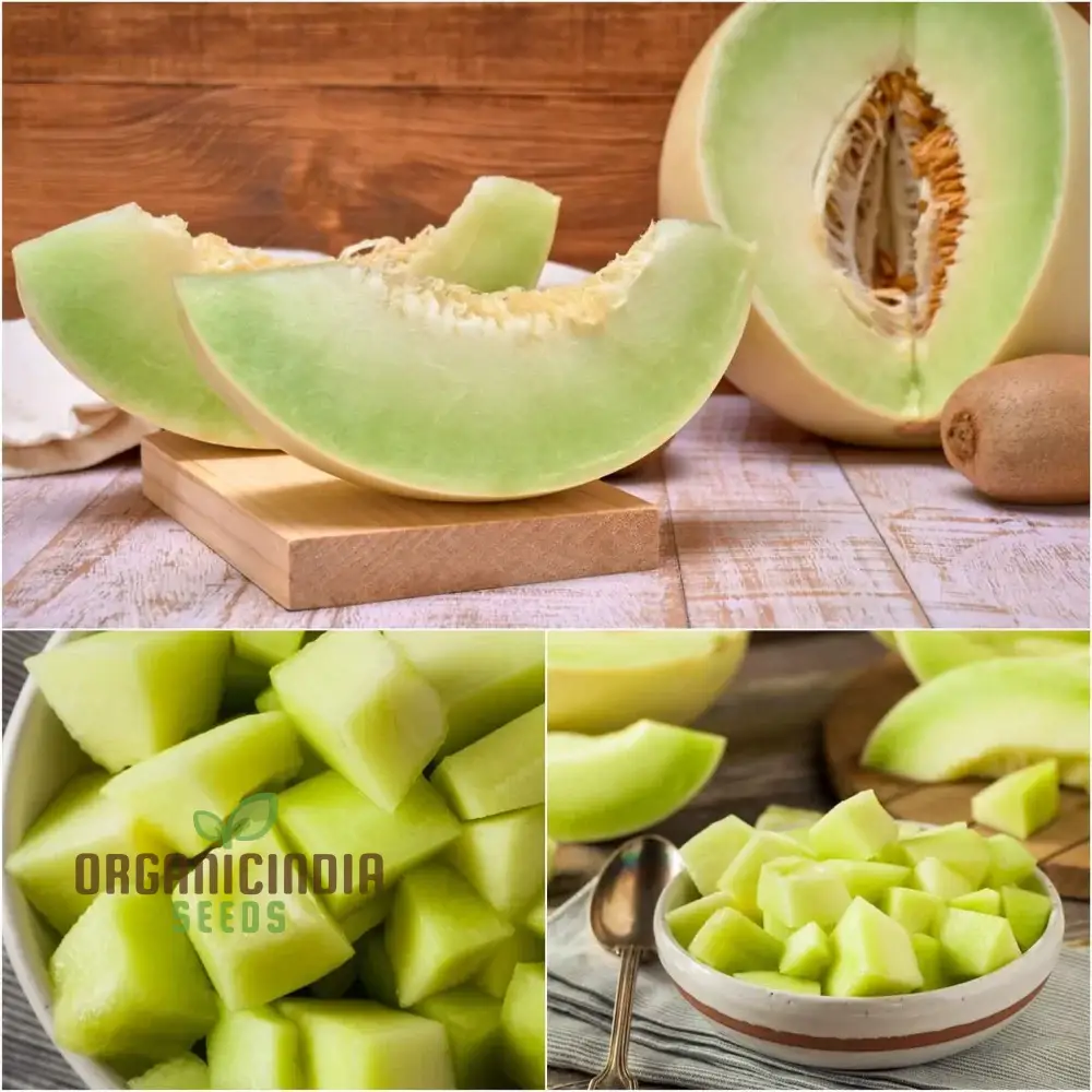 Rock melon - Honeydew Fruit Seeds For Planting, Grow Sweet and Juicy Honeydew Melons at Home