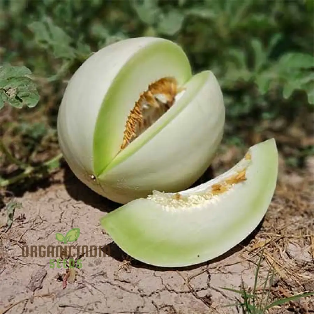 Rock melon - Honeydew Fruit Seeds For Planting, Grow Sweet and Juicy Honeydew Melons at Home - Image 3