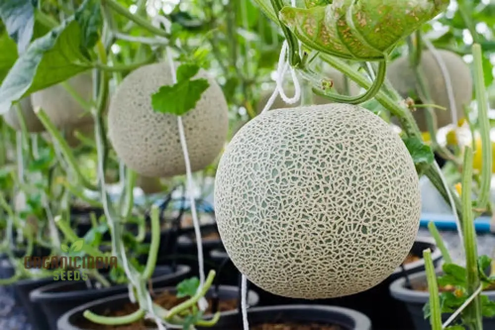 Rock melon - Honeydew Fruit Seeds For Planting, Grow Sweet and Juicy Honeydew Melons at Home - Image 4