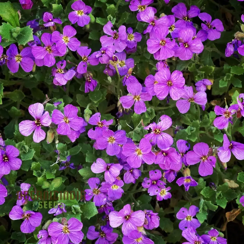 Rockcress Purple Seeds – Aubrieta Ground Cover for Vibrant Garden Borders