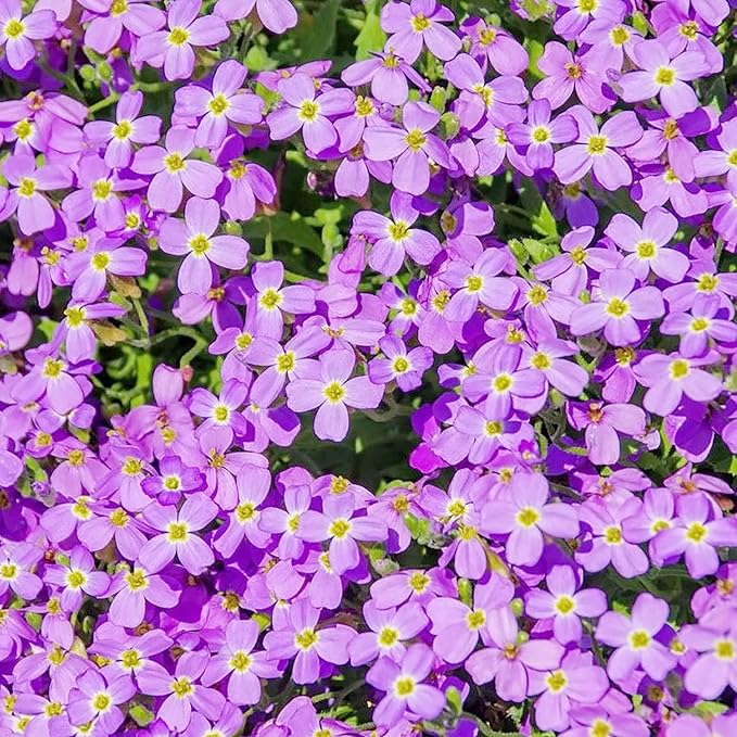 Rockcress Purple Seeds – Aubrieta Ground Cover for Vibrant Garden Borders - Image 3