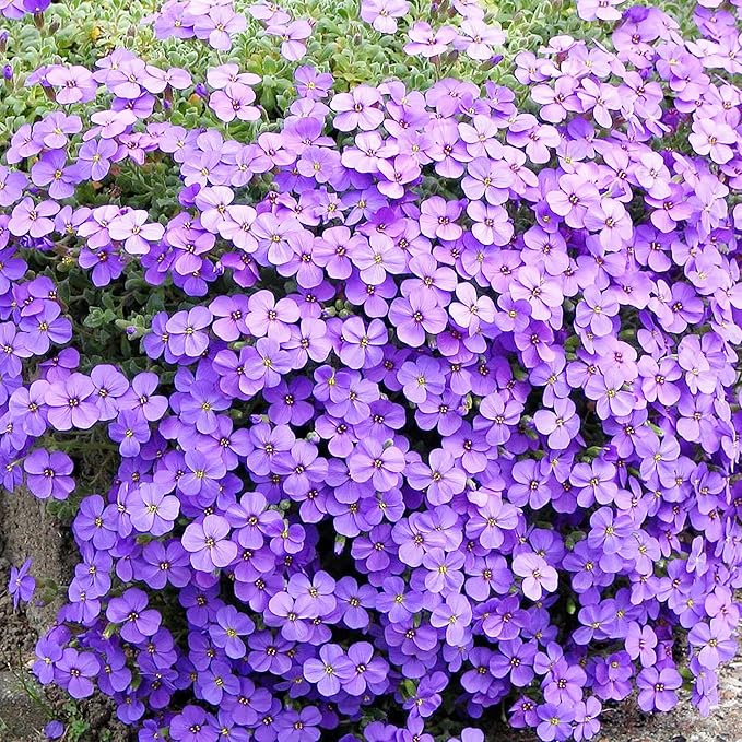 Rockcress Purple Seeds – Aubrieta Ground Cover for Vibrant Garden Borders - Image 5