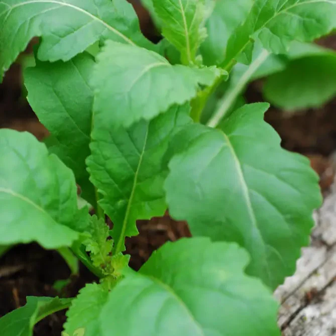 Rocket Wasabi Vegetable Seeds For Planting, Spicy and Flavorful Rocket Greens for a Unique Addition to Your Vegetable Garden
