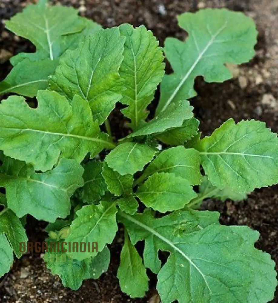 Rocket Wasabi Vegetable Seeds For Planting, Spicy and Flavorful Rocket Greens for a Unique Addition to Your Vegetable Garden - Image 3