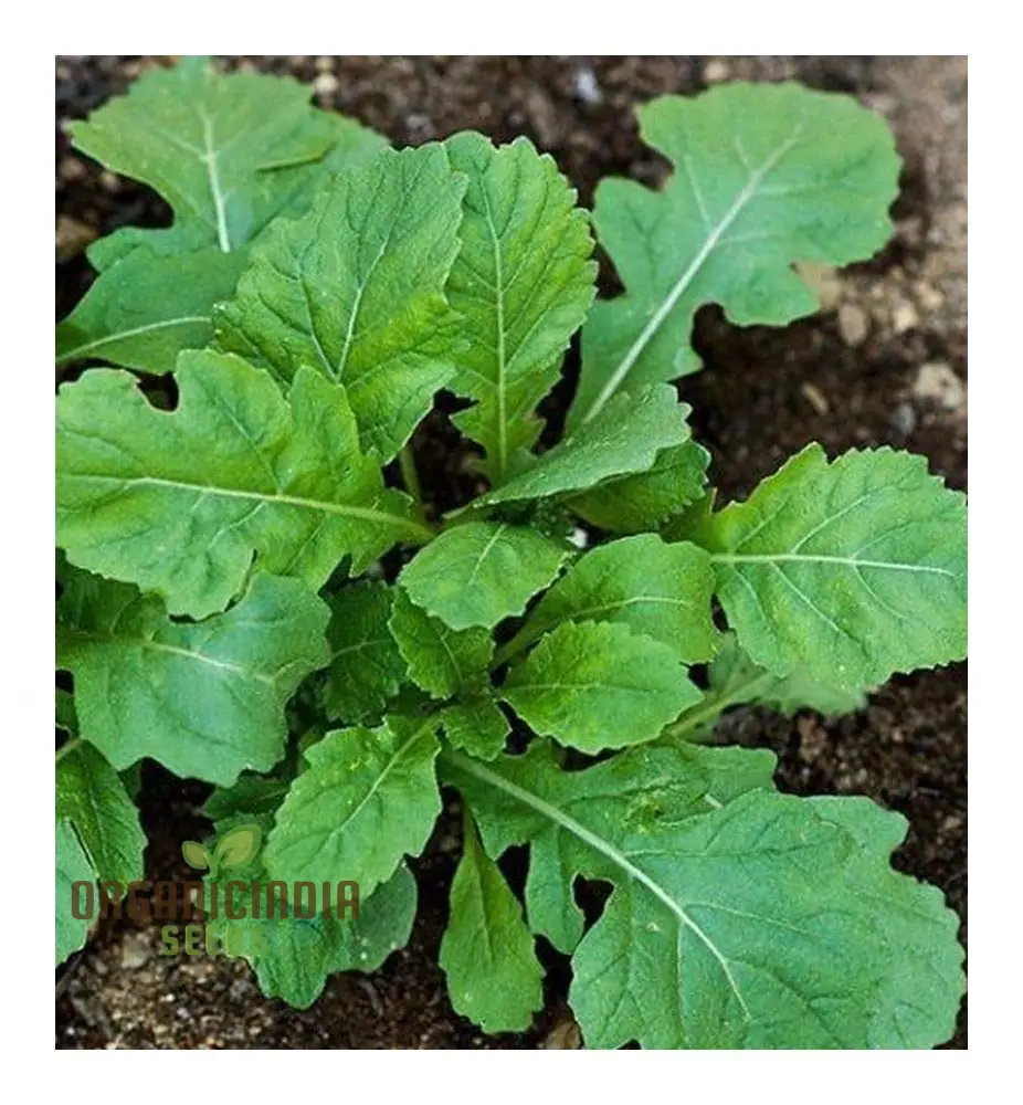 Rocket Wasabi Vegetable Seeds For Planting, Spicy and Flavorful Rocket Greens for a Unique Addition to Your Vegetable Garden - Image 4