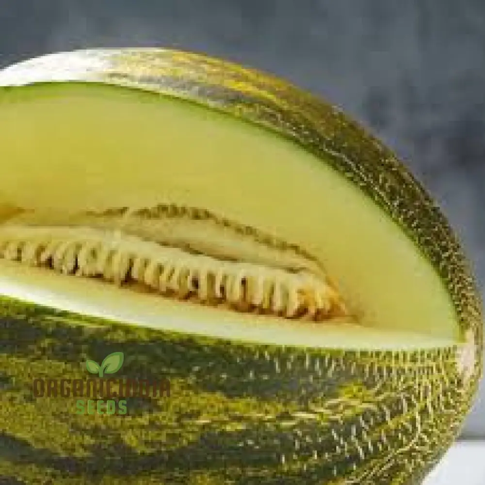Rockmelon - Piel de Sapo Seeds for Planting and Gardening Enthusiasts - Image 3