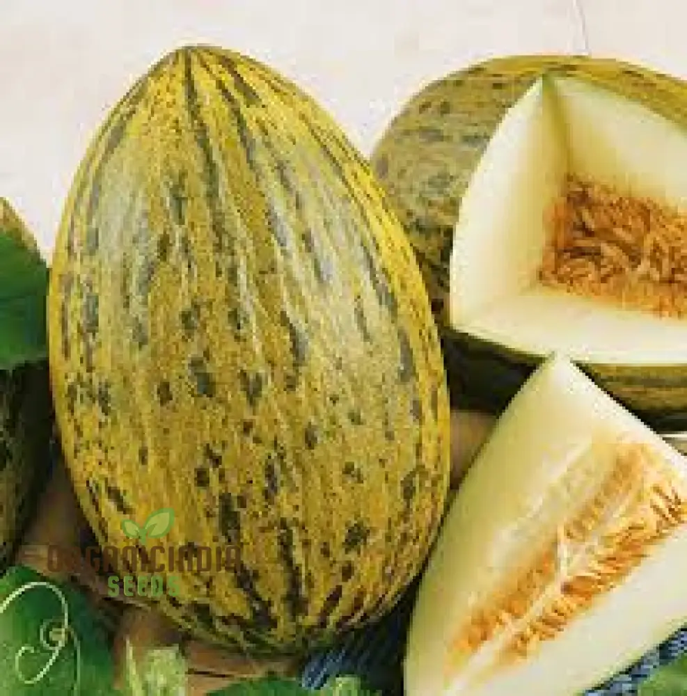 Rockmelon - Piel de Sapo Seeds for Planting and Gardening Enthusiasts - Image 4