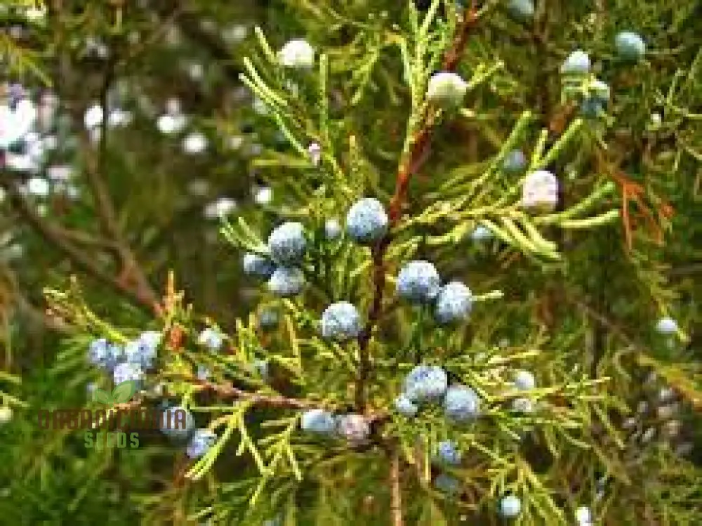 Rocky Mountain Juniper Seeds - Juniperus scopulorum | Planting Guide Included | Hardy Evergreen Tree