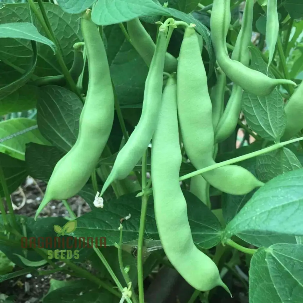 Roma Bush Bean Seeds for Your Garden - High Yielding Variety for Home Gardening and Fresh Harvests