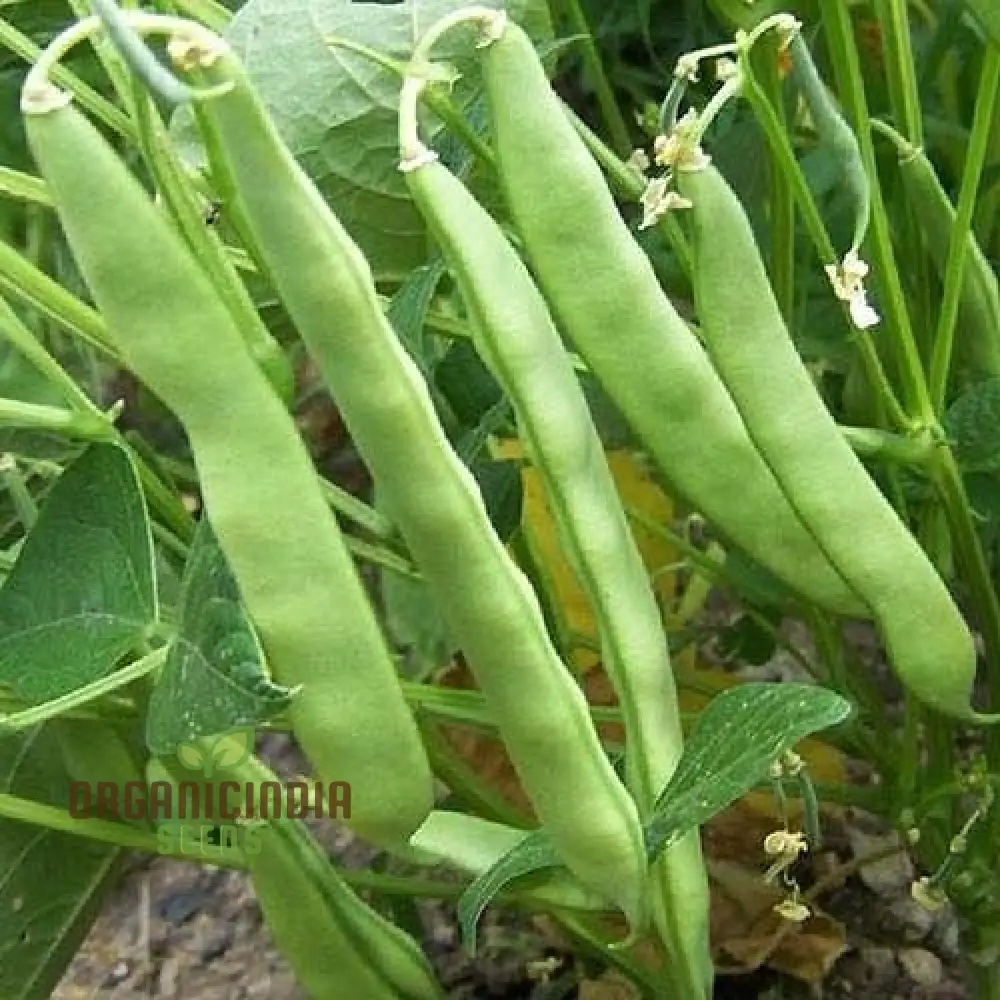 Roma Bush Bean Seeds for Your Garden - High Yielding Variety for Home Gardening and Fresh Harvests - Image 3
