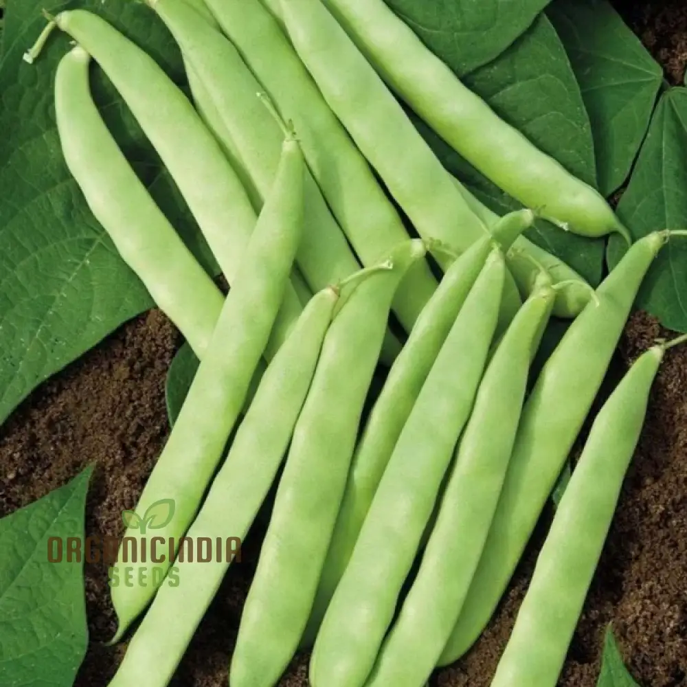 Roma Bush Bean Seeds for Your Garden - High Yielding Variety for Home Gardening and Fresh Harvests - Image 4