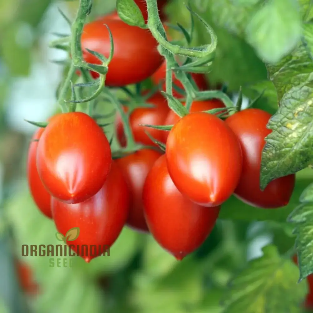 Roma Tomato Seeds for Cultivated Gardening Enthusiasts | Heirloom Seed Variety