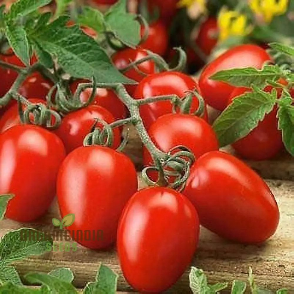 Roma Tomato Seeds for Cultivated Gardening Enthusiasts | Heirloom Seed Variety - Image 3