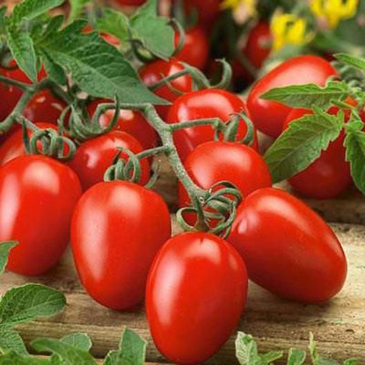 Roma VF Tomato Seeds – Disease-Resistant, High-Yield Paste Tomato - Image 3
