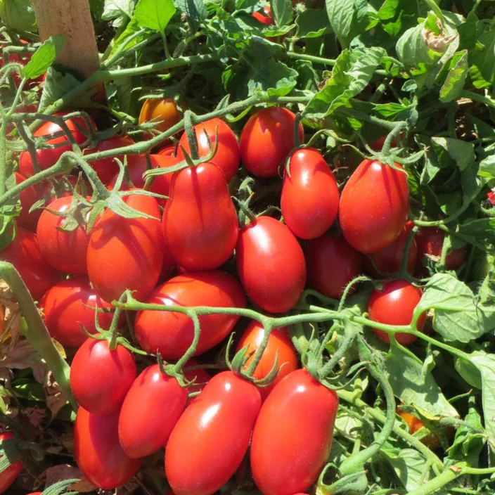 Roma VF Tomato Seeds – Disease-Resistant, High-Yield Paste Tomato - Image 4