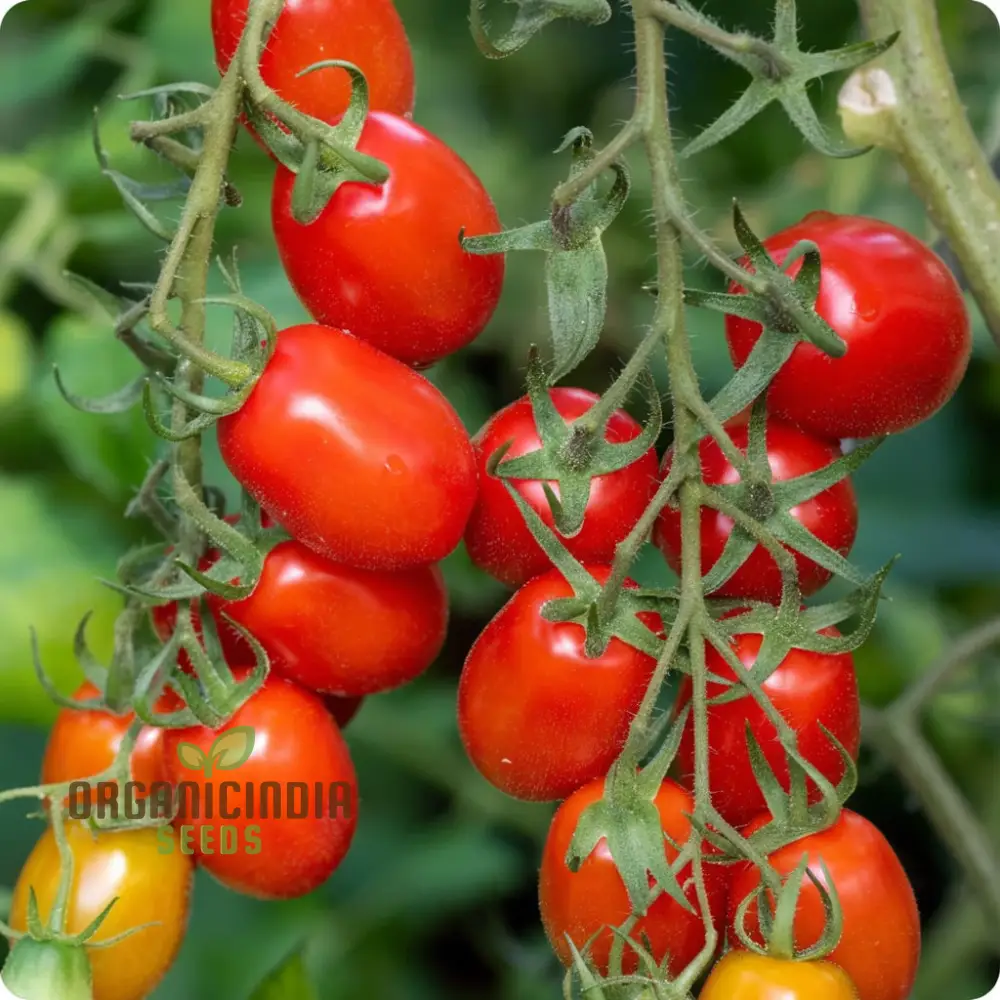 Roma VF Tomato Seeds, Grow Your Own Flavorful and Disease-Resistant Tomatoes Seeds For Planting