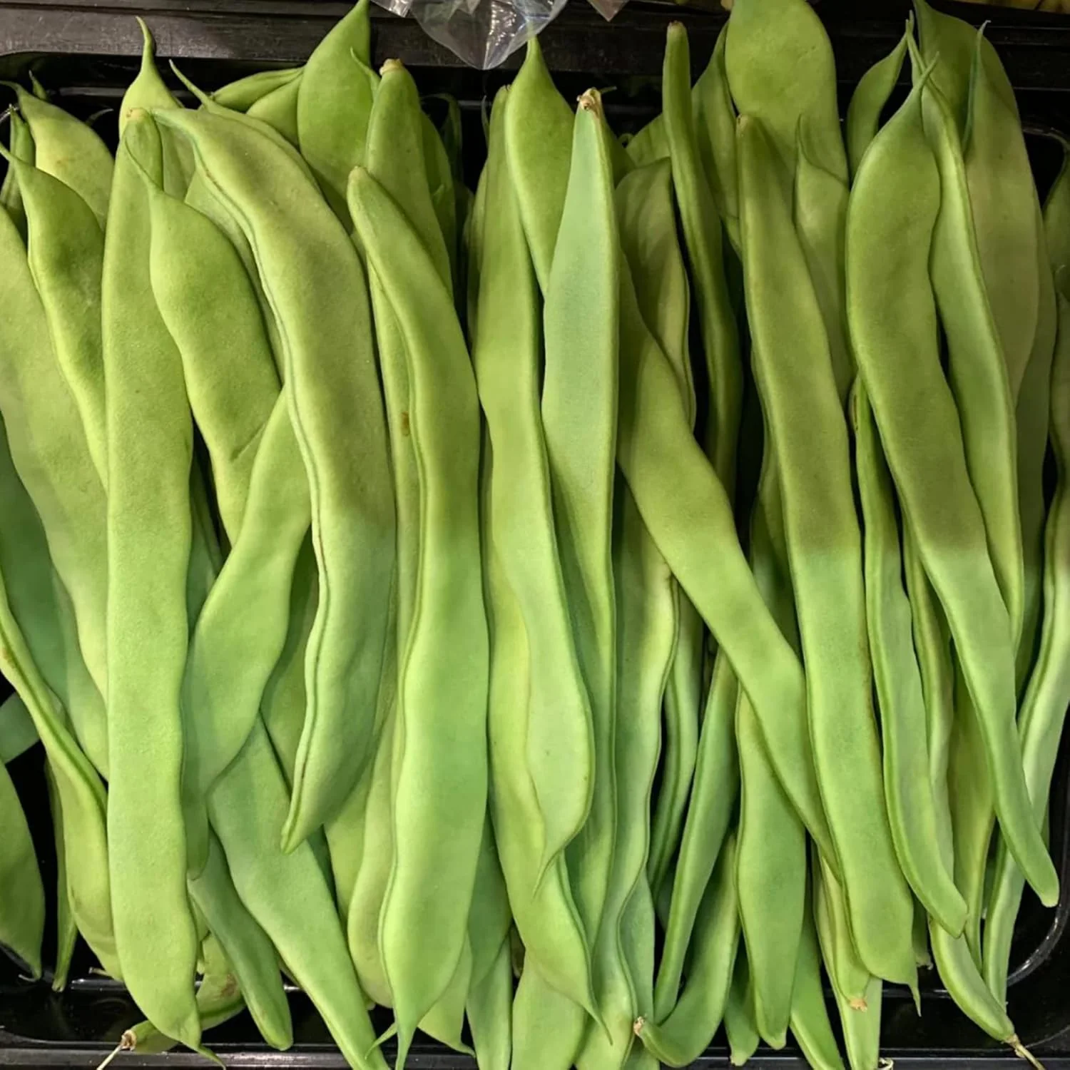 Romano Pole Bean Seeds, Italian Pole Bean with Tender Texture And Rich Flavor, Eaten Fresh or Cooked, Perfect for Trellises And Outdoor Growing, Vegetable Seeds