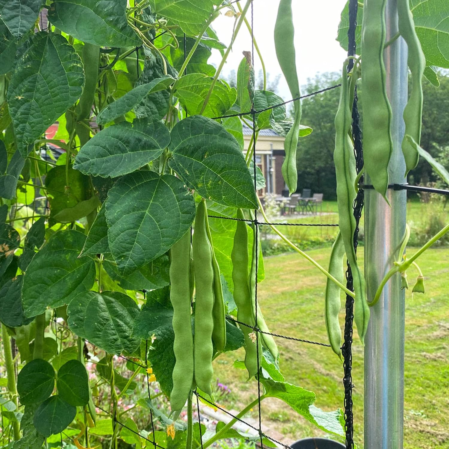 Romano Pole Bean Seeds, Italian Pole Bean with Tender Texture And Rich Flavor, Eaten Fresh or Cooked, Perfect for Trellises And Outdoor Growing, Vegetable Seeds - Image 3