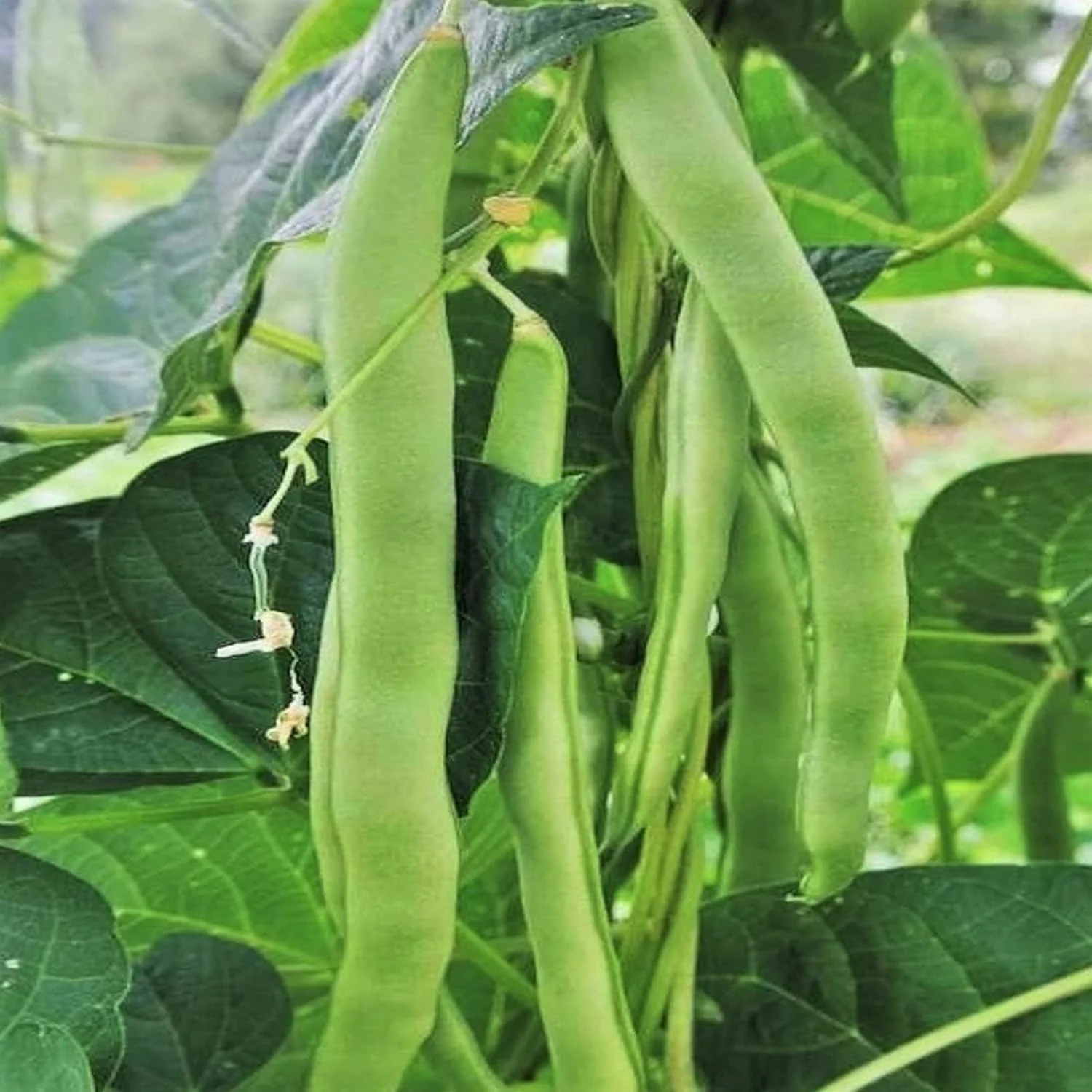 Romano Pole Bean Seeds, Italian Pole Bean with Tender Texture And Rich Flavor, Eaten Fresh or Cooked, Perfect for Trellises And Outdoor Growing, Vegetable Seeds - Image 5