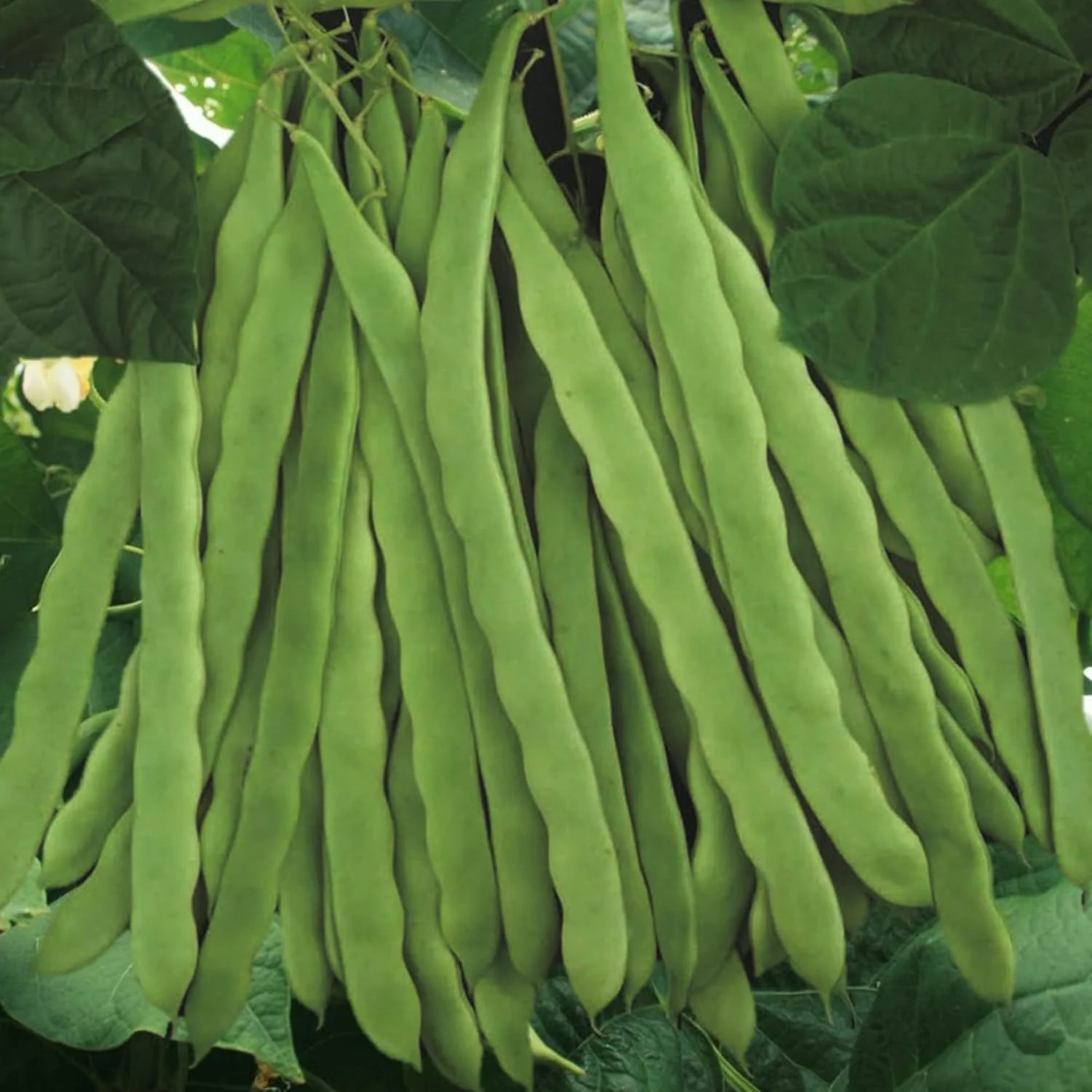 Romano Pole Bean Seeds, Italian Pole Bean with Tender Texture And Rich Flavor, Eaten Fresh or Cooked, Perfect for Trellises And Outdoor Growing, Vegetable Seeds - Image 6