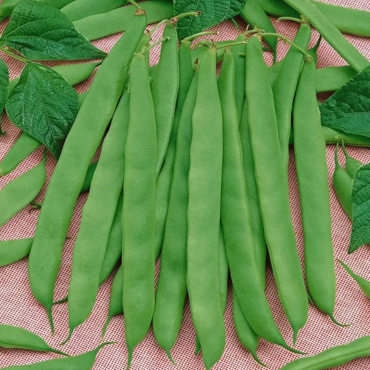 Romano Pole Bean Seeds, Italian Pole Bean with Tender Texture And Rich Flavor, Eaten Fresh or Cooked, Perfect for Trellises And Outdoor Growing, Vegetable Seeds - Image 7