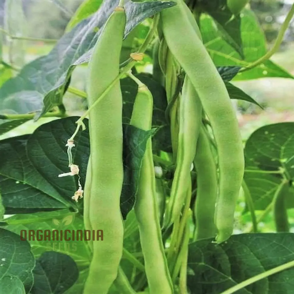 Romano Pole Bean Vegetable Seeds, Enhance Your Garden with Robust Flavor and Abundant Yields Using Expert Planting and Gardening