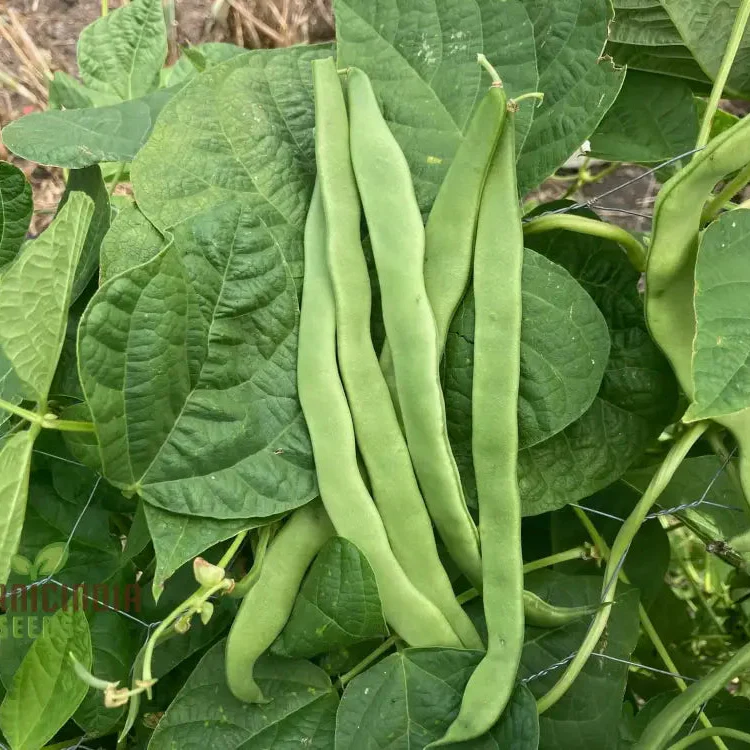 Romano Pole Bean Vegetable Seeds, Enhance Your Garden with Robust Flavor and Abundant Yields Using Expert Planting and Gardening - Image 3