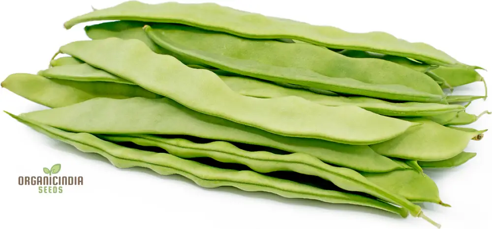 Romano Pole Bean Vegetable Seeds, Enhance Your Garden with Robust Flavor and Abundant Yields Using Expert Planting and Gardening - Image 4