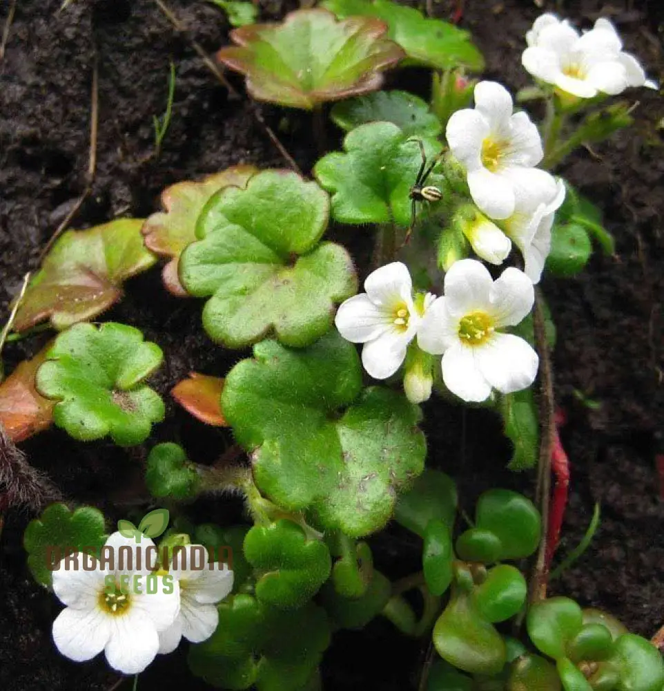 Romanoffia Unalaschcensis Flower Seeds For Planting, Cultivating Rare and Delicate Alpine Blooms