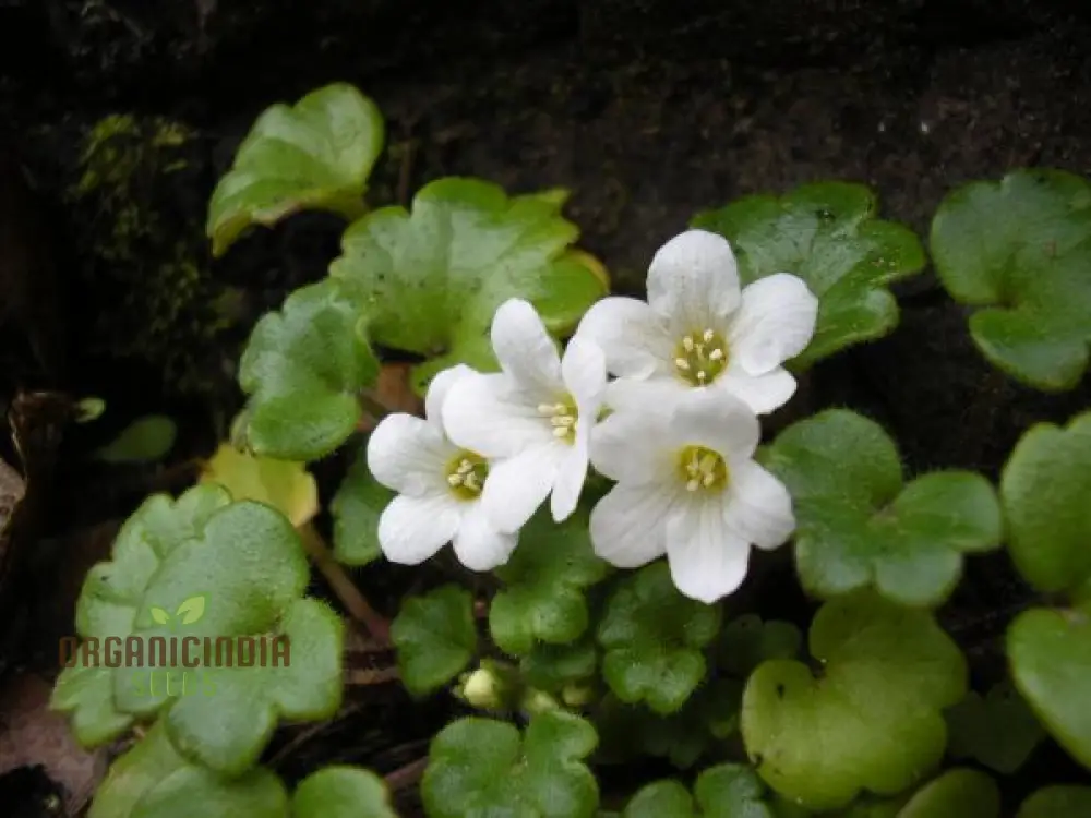 Romanoffia Unalaschcensis Flower Seeds For Planting, Cultivating Rare and Delicate Alpine Blooms - Image 3