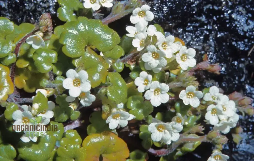 Romanoffia Unalaschcensis Flower Seeds For Planting, Cultivating Rare and Delicate Alpine Blooms - Image 4
