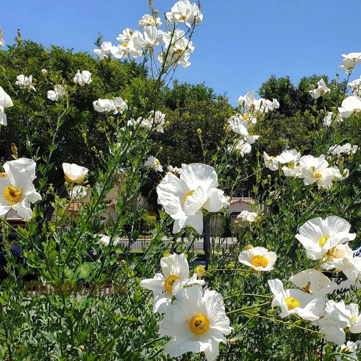 Romneya Coulteri Flower Seeds For Planting, Growing Stunning White Poppies for Your Garden - Image 3