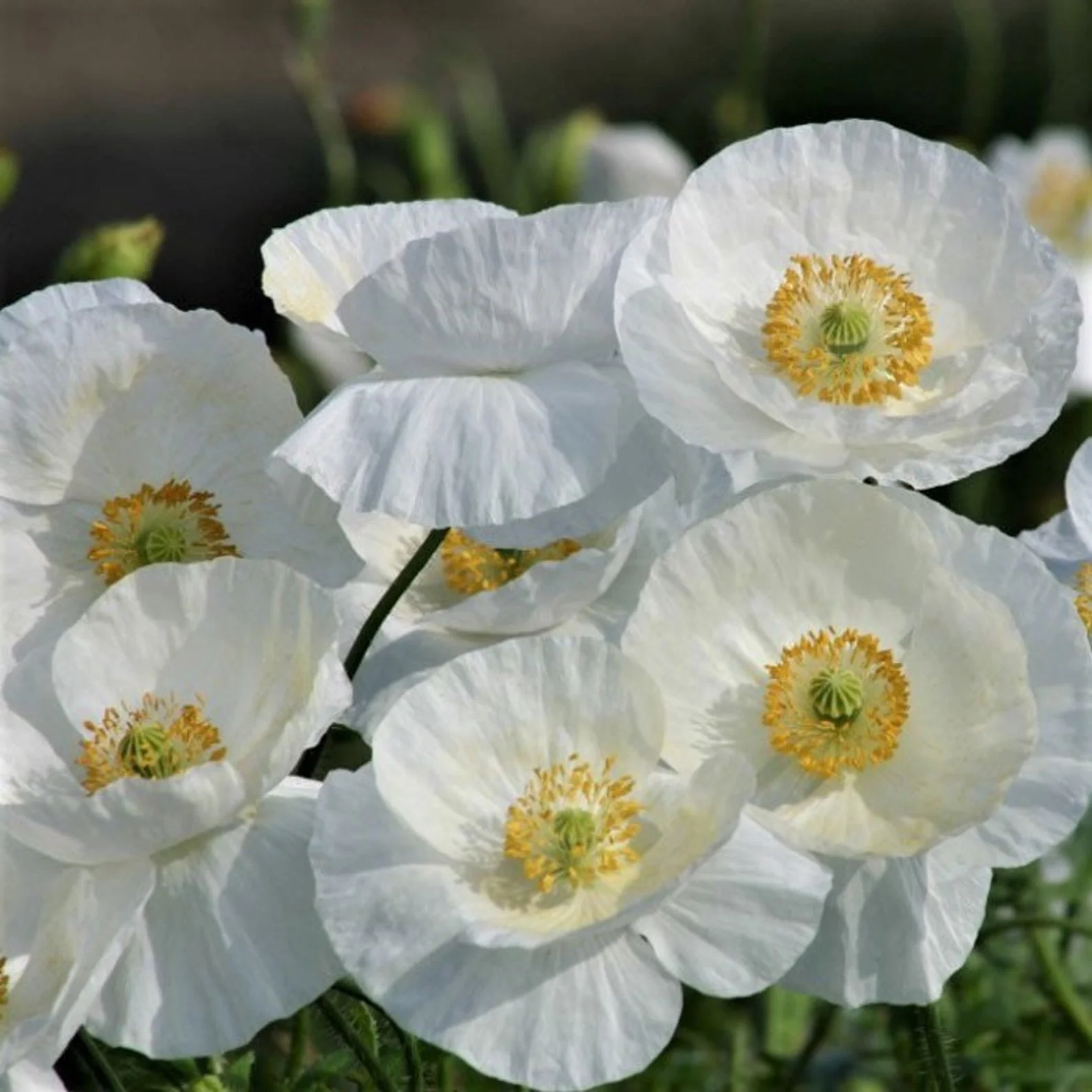 Romneya Coulteri Flower Seeds For Planting, Growing Stunning White Poppies for Your Garden - Image 4