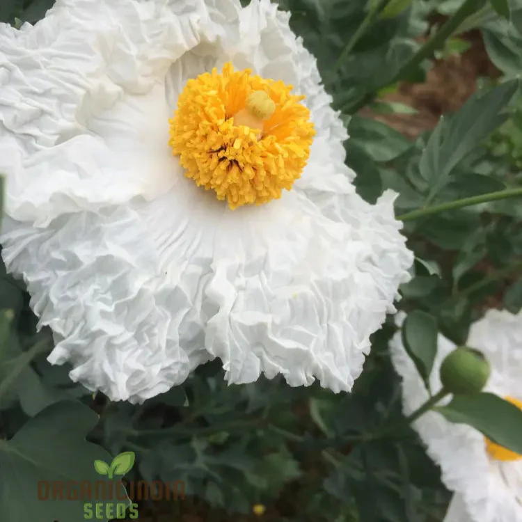 Romneya Coulteri Flower Seeds For Planting, Growing Stunning White Poppies for Your Garden - Image 5