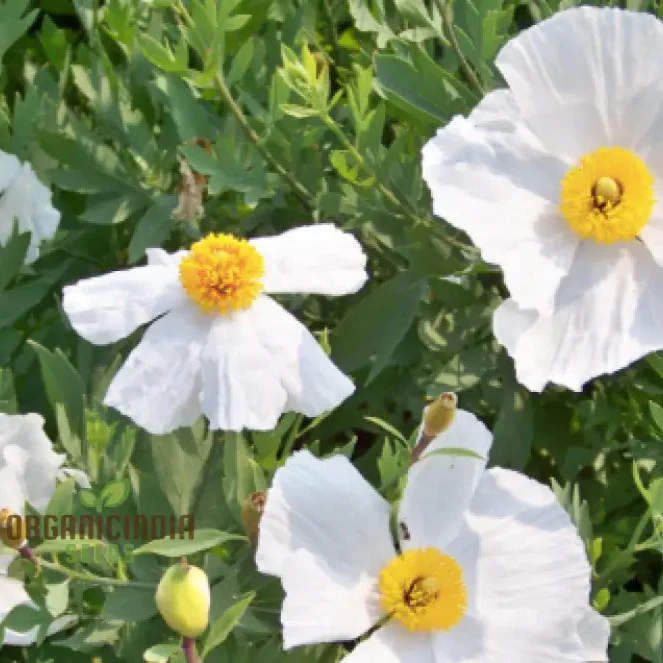 Romneya Coulteri Flower Seeds For Planting, Growing Stunning White Poppies for Your Garden - Image 6