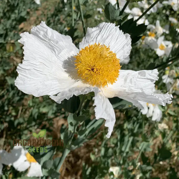 Romneya Coulteri Flower Seeds For Planting, Growing Stunning White Poppies for Your Garden - Image 7