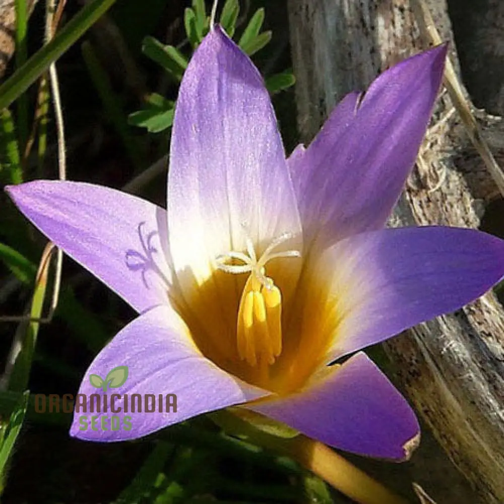 Romulea Atranda Flower Seeds For Planting, Cultivating Beautiful and Resilient Blooms for Your Garden