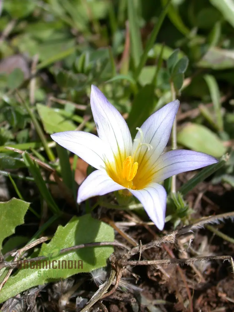 Romulea Bulbodium Album Flower Seeds For Planting, Growing Elegant White Blooms for Your Garden