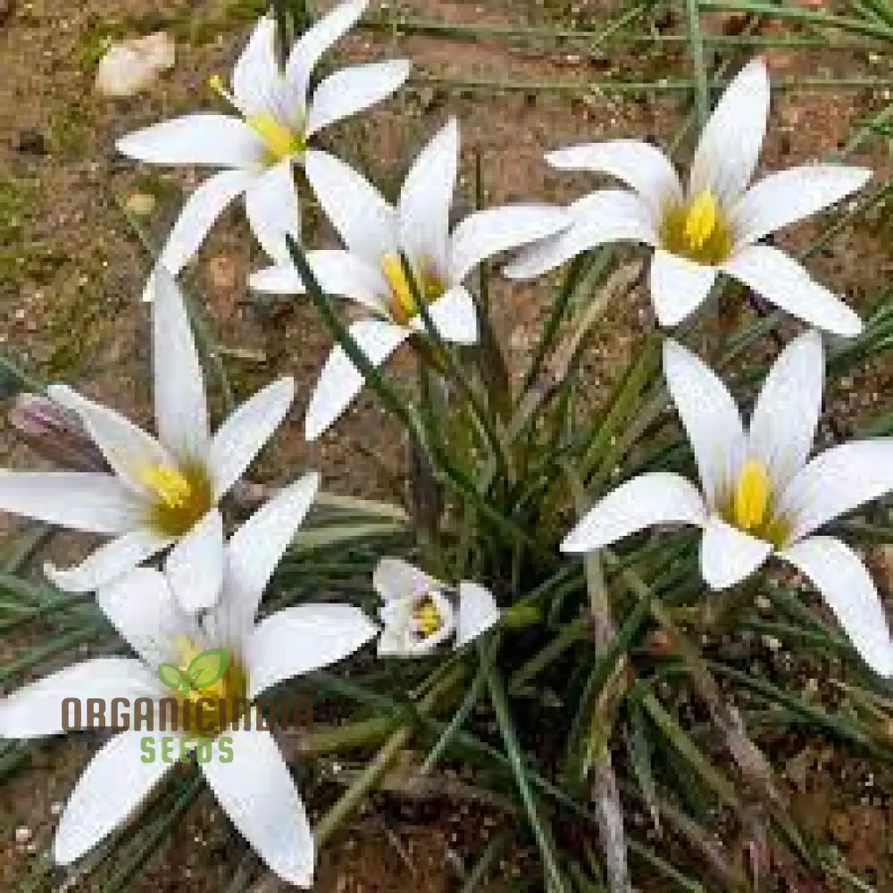 Romulea Bulbodium Album Flower Seeds For Planting, Growing Elegant White Blooms for Your Garden - Image 3