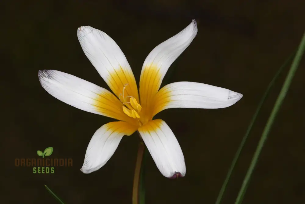 Romulea Bulbodium Album Flower Seeds For Planting, Growing Elegant White Blooms for Your Garden - Image 4