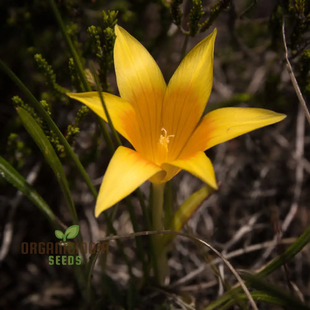 Romulea Macowanii Alticola Flower Seeds For Planting, Adding Vibrant Alpine Beauty to Your Garden