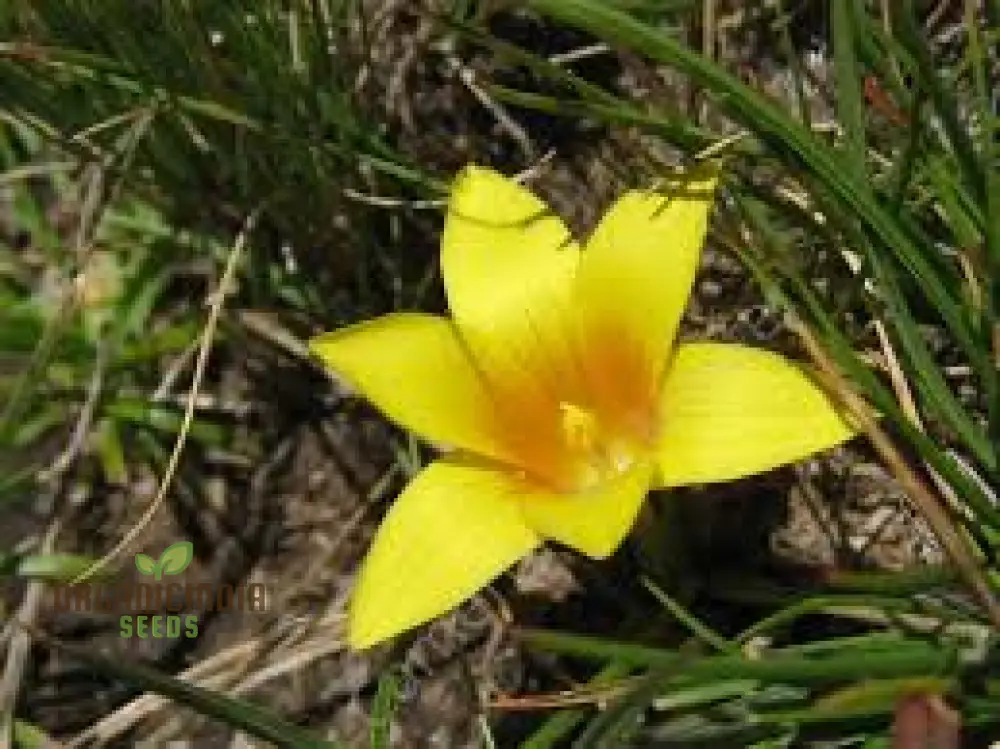 Romulea Macowanii Alticola Flower Seeds For Planting, Adding Vibrant Alpine Beauty to Your Garden - Image 3