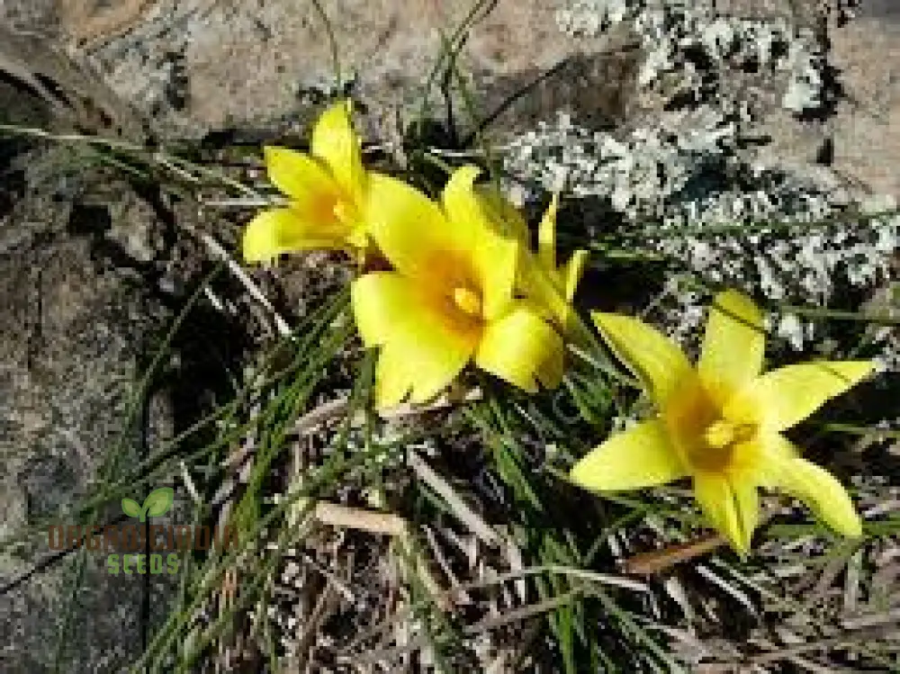 Romulea Macowanii Alticola Flower Seeds For Planting, Adding Vibrant Alpine Beauty to Your Garden - Image 4